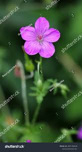 Attēlu rezultāti vaicājumam “Geranium palustre”