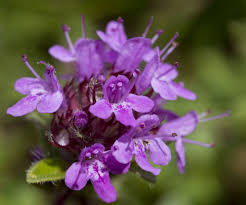 Attēlu rezultāti vaicājumam “Thymus serpyllum flower”
