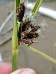 Attēlu rezultāti vaicājumam “Bolboschoenus maritimus”