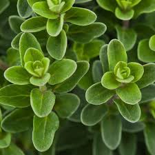 Image result for Origanum majorana