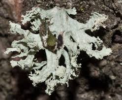 Attēlu rezultāti vaicājumam “Ramalina pollinaria”