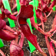 Attēlu rezultāti vaicājumam “Ceriporia purpurea”