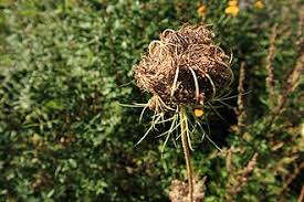 Attēlu rezultāti vaicājumam “Daucus carota subsp. carota fruit”