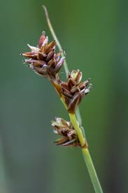 Attēlu rezultāti vaicājumam “Carex loliacea fruit”