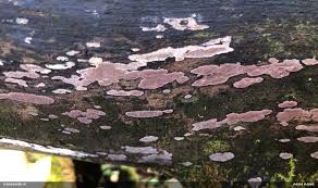 Attēlu rezultāti vaicājumam “Hypoxylon vogesiacum”