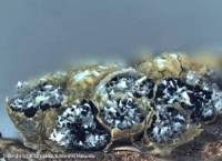 Attēlu rezultāti vaicājumam “Physarum conglomeratum”