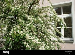 Attēlu rezultāti vaicājumam “Cotoneaster multiflorus”
