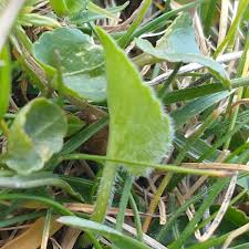 Attēlu rezultāti vaicājumam “Viola hirta leaf”