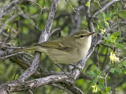 Attēlu rezultāti vaicājumam “Phylloscopus trochiloides”