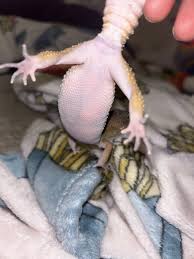 Image result for gravidity leopard gecko