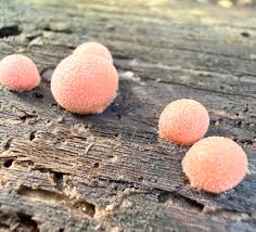 Attēlu rezultāti vaicājumam “Lycogala cf. fossiculatum macro”