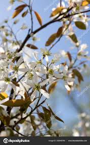 Attēlu rezultāti vaicājumam “Amelanchier spicata flower”