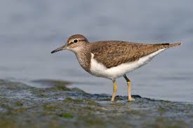 Attēlu rezultāti vaicājumam “Actitis hypoleucos adult”