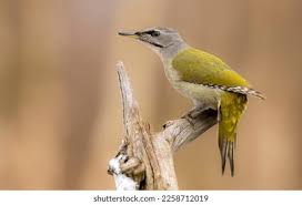 Attēlu rezultāti vaicājumam “Picus canus female”