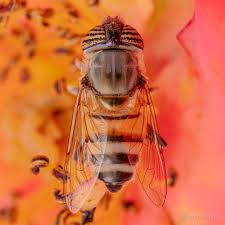 Attēlu rezultāti vaicājumam “Exoprosopa capucina”