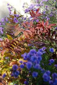 Attēlu rezultāti vaicājumam “Sorbaria sorbifolia flower”