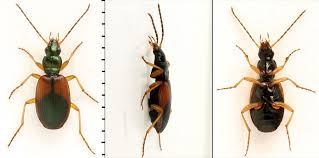 Attēlu rezultāti vaicājumam “Anchomenus dorsalis”