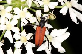 Attēlu rezultāti vaicājumam “Anastrangalia sanguinolenta”