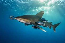 Image result for Carcharhinus longimanus