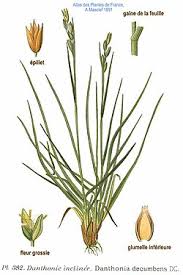 Attēlu rezultāti vaicājumam “Danthonia decumbens bud”