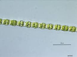 Attēlu rezultāti vaicājumam “Chlorophyta”