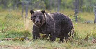 Image result for brown bear