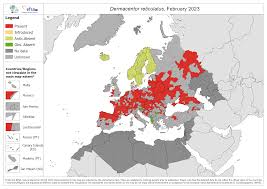Attēlu rezultāti vaicājumam “Dermacentor reticulatus”