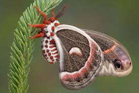 Attēlu rezultāti vaicājumam “Lepidoptera”