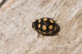 Attēlu rezultāti vaicājumam “Coccinula quatuordecimpustulata”