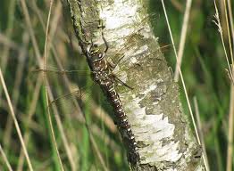 Attēlu rezultāti vaicājumam “Aeshna juncea”