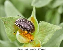 Attēlu rezultāti vaicājumam “Oxythyrea funesta”