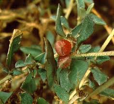 Attēlu rezultāti vaicājumam “Atriplex littoralis fruit”