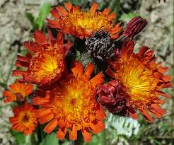 Attēlu rezultāti vaicājumam “Pilosella aurantiaca flower”