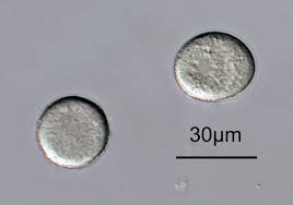 Attēlu rezultāti vaicājumam “Ochropsora ariae”