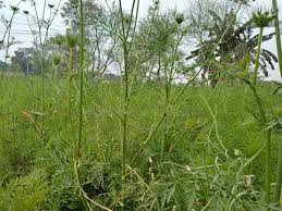 Attēlu rezultāti vaicājumam “Peucedanum palustre leaf”