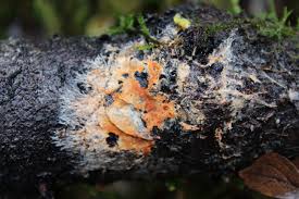 Attēlu rezultāti vaicājumam “Reticularia jurana macro”