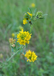 Attēlu rezultāti vaicājumam “Medicago sativa subsp. falcata bud”