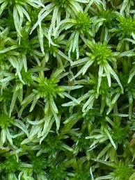 Attēlu rezultāti vaicājumam “Sphagnum riparium”