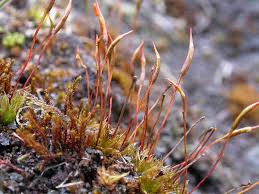 Attēlu rezultāti vaicājumam “Tortula lingulata”