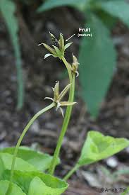 Attēlu rezultāti vaicājumam “Viola canina fruit”