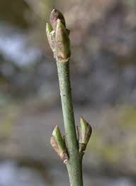 Attēlu rezultāti vaicājumam “Euonymus europaeus bud”