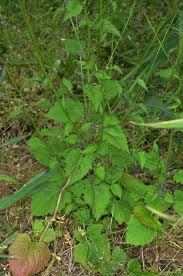 Attēlu rezultāti vaicājumam “Lapsana communis leaf”