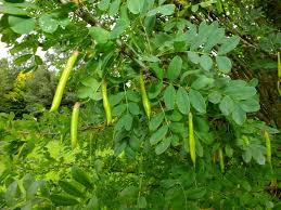 Attēlu rezultāti vaicājumam “Caragana arborescens fruit”