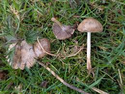 Attēlu rezultāti vaicājumam “Fossombronia wondraczekii spores”