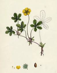 Attēlu rezultāti vaicājumam “Potentilla reptans”