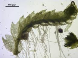 Attēlu rezultāti vaicājumam “Harpanthus scutatus”