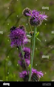 Attēlu rezultāti vaicājumam “Centaurea scabiosa flower”
