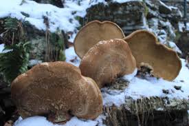 Attēlu rezultāti vaicājumam “Piptoporus betulinus”