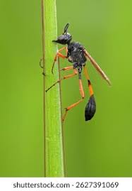 Attēlu rezultāti vaicājumam “Ammophila sp.”