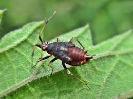 Attēlu rezultāti vaicājumam “Deraeocoris ruber”